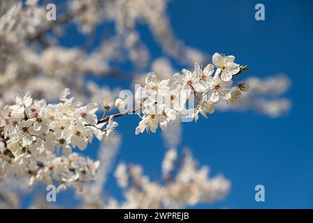 Blühende Kirschpflaume im Frühlingsgarten. Blauer Himmel und weiße Blumen. Frühling atmosphärischer Hintergrund im Sonnenlicht. Der Begriff der Erweckung der Natur Stockfoto