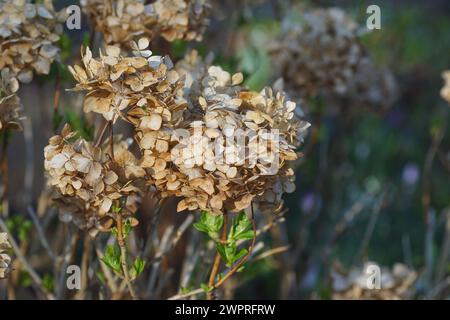 Nahaufnahme des Hortensie-Strauchs mit verwelkten Blüten, bevor er zurückgeschnitten wird. Verblasste Blumen im Hintergrund. Holländischer Garten, März. Niederlande Stockfoto