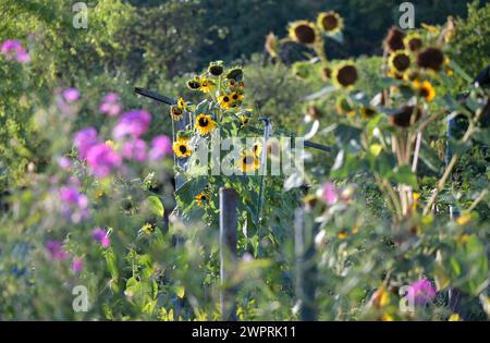 Blüten im Spätsommer: Blick auf Sonnenblumen, Grün und lila blühende Pflanzen in einem alten Garten. Stockfoto