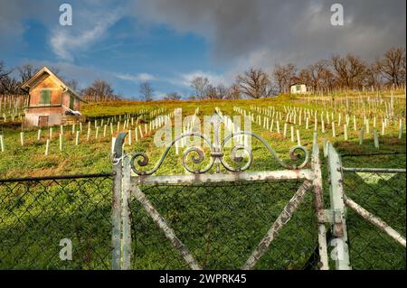 Weinberg am Hang in Süddeutschland im Winter zur goldenen Stunde Stockfoto