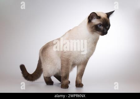 Nette Erwachsene männliche Thai-Katze posiert im Studio Stockfoto