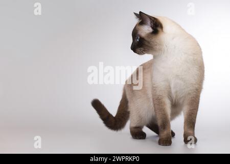 Nette Erwachsene männliche Thai-Katze posiert im Studio Stockfoto