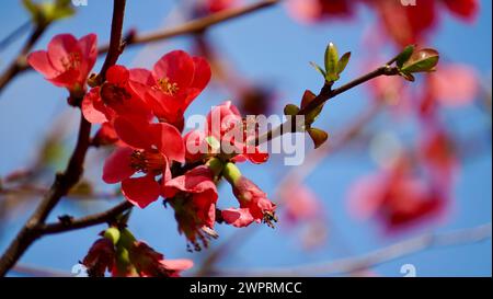 Chinesische Quittenblüte im Frühling. Rote japanische Quitte blüht im Frühling. Rote Blumen von Chaemnomeles superba Rowallane Quitte am blauen Himmel. Stockfoto