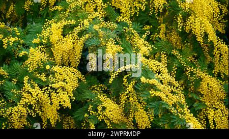 Mimosa-Baum mit flauschigen, zarten Blüten davon. Hintergrund des gelben Mimosabaums. Stockfoto