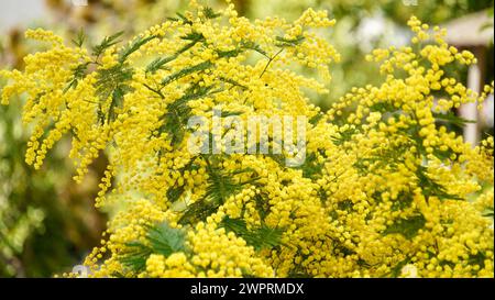 Mimosa-Baum mit flauschigen, zarten Blüten davon. Hintergrund des gelben Mimosabaums. Stockfoto