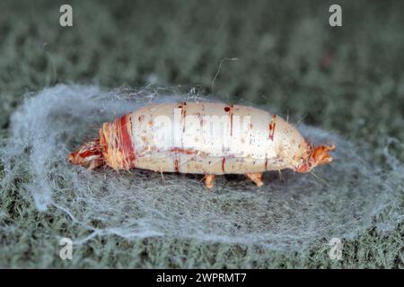 Schmetterling, mottenraupe parasitiert und durch parasitoide Ichneumonfliege (Aleiodes sp.) getötet. Stockfoto