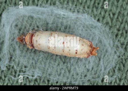 Schmetterling, mottenraupe parasitiert und durch parasitoide Ichneumonfliege (Aleiodes sp.) getötet. Stockfoto