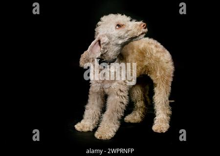 Bedlington Terrier Welpe, ein paar Monate alt, posiert im Studio auf Schwarz Stockfoto