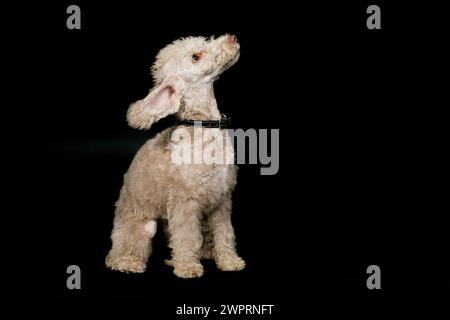 Bedlington Terrier Welpe, ein paar Monate alt, posiert im Studio auf Schwarz Stockfoto