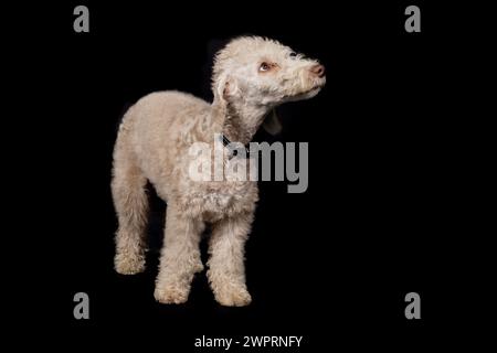 Bedlington Terrier Welpe, ein paar Monate alt, posiert im Studio auf Schwarz Stockfoto