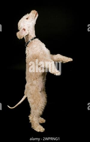 Bedlington Terrier Welpe, ein paar Monate alt, posiert im Studio auf Schwarz Stockfoto