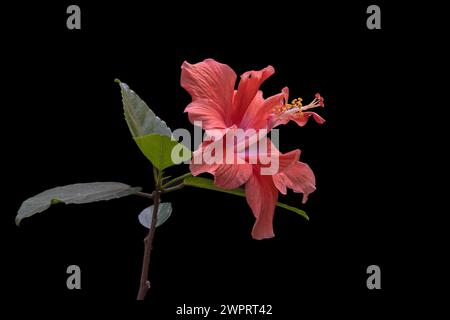 Nahaufnahme einer frischen hellorangen Doppelhibiscus sinensis-Blume isoliert auf schwarzem Hintergrund Stockfoto