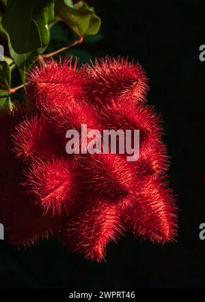 Nahaufnahme von hellroten Achiote- oder bixa Orellana-Früchten oder Samenkörnern in natürlichem Morgenlicht auf dunklem Hintergrund Stockfoto