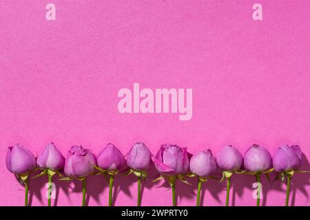 Rosen kreative Komposition rosa Hintergrund. Draufsicht des Musters der Rosenknospen. Original-Grußkarte Muttertag, internationaler Frauentag, Valen Stockfoto