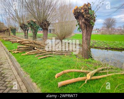 Äste der pollard Weiden (Salix alba) entlang der Uferpromenade werden vor Beginn der Wachstumsperiode geschnitten. Stockfoto