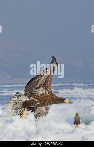 Ein junger Steller's Sea Eagle (Haliaeetus pelagicus) im Flug über Meer und Meereis vor Rausu, Hokkaido, Japan. Stockfoto