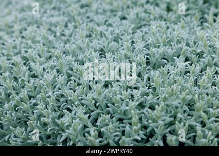 Die weiche, flauschige Textur von Stachys byzantina wird in dieser Nahaufnahme hervorgehoben und zeigt die komplizierten Details der Pflanze und die beruhigende, silbergrüne Farbe Stockfoto