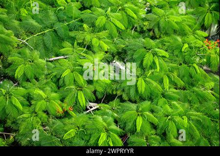 Grüner Leaves Hintergrund. Leuchtende Auswahl an grünen Blättern von oben, die ein üppiges und natürliches Muster erzeugen. Das Bild zeigt Schönheit und Vielfalt des Foli Stockfoto