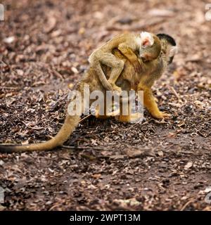 Affe, Mutter und tragendes Baby auf dem Rücken oder Schutz vor Wildtieren im Wald für Unterstützung, Liebe oder Umwelt. Tier, Säugling und gemahlen Stockfoto