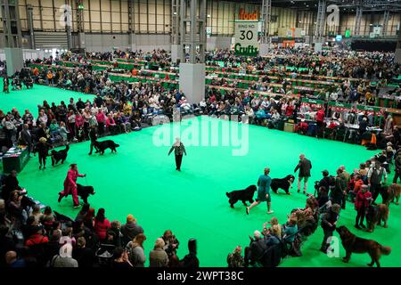 Handler im Showring mit ihren Berner Mountain Dogs am dritten Tag bei der Crufts Dog Show im National Exhibition Centre (NEC) in Birmingham. Bilddatum: Samstag, 9. März 2024. Stockfoto