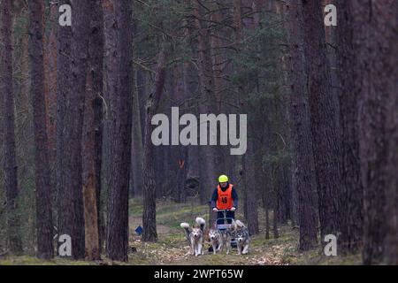 Apenburg, Deutschland. März 2024. Ein Musher fährt mit seinem Team von Schlittenhunden durch den Wald. Bis zum 10. März 2024 findet dort im Rahmen der Deutschen Meisterschaften ein Schlittenrennen statt. Quelle: Klaus-Dietmar Gabbert/dpa/ZB/dpa/Alamy Live News Stockfoto