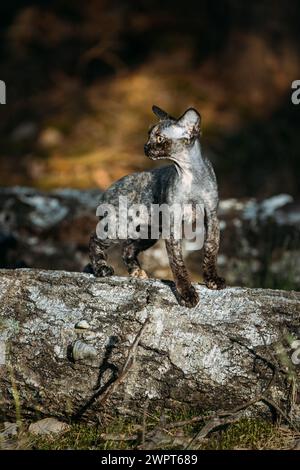 Niedliche, lustige, neugierige Gray Devon Rex Katze, die auf einem umgefallenen Baumstamm im Wald sitzt. Gehorsame Devon Rex Katze Mit Creme Fur Color. Katzenporträt Stockfoto