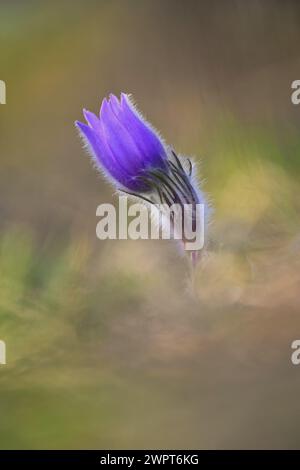 Frühlingshintergrund mit Blume. Wunderschöne Natur bei Sonnenuntergang im Frühling. Pasque Blume (Pulsatilla grandis) Stockfoto