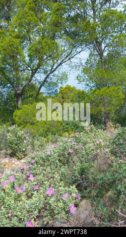 Wilder Blumenteppich mit vielen rosafarbenen Blüten, weißlicher Zistros (Cistus albidus) im Kiefernwald, grüne Bäume im Hintergrund, karg Stockfoto