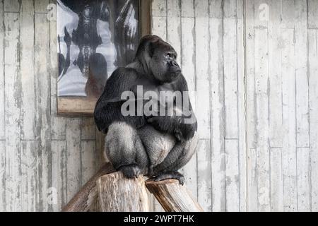 Tieflandgorilla (Gorilla Gorilla Gorilla), Heidelberger Zoo, Baden-Württemberg, Deutschland Stockfoto