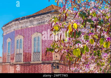 Haus mit Azulejo-Fassade, altes Gebäude, Architektur, Fliesen, Handwerk, traditionell, Tradition, Gebäude, Eigentum, Fliesen, Architektur, Baum, Pflanze Stockfoto