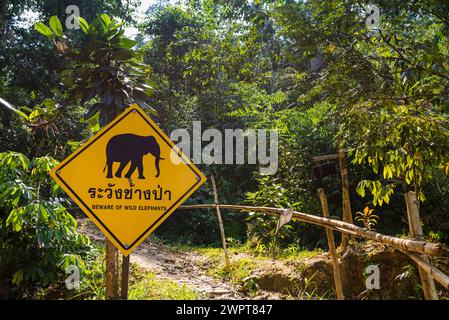 Hüten Sie sich vor Elefanten im Regenwald im Khao Sok Nationalpark, Elefanten, asiatischen Elefanten, Straßenschildern, Warnschildern, Warnung, Vorsicht, Wald, Gefahr Stockfoto