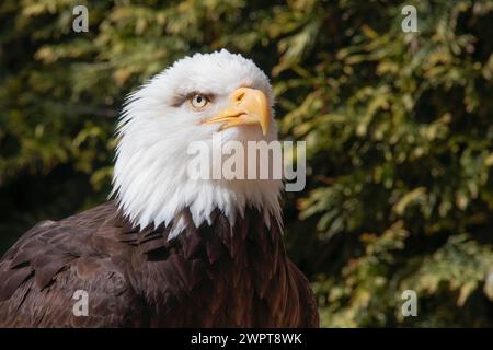 Der Weißkopfseeagle starrt aus nächster Nähe auf die Kamera und zeigt weiße Kopffedern Gefieder brauner Körper mit Blick auf den gelben Schnabelschnabelschnabel-Symbol USA Stockfoto