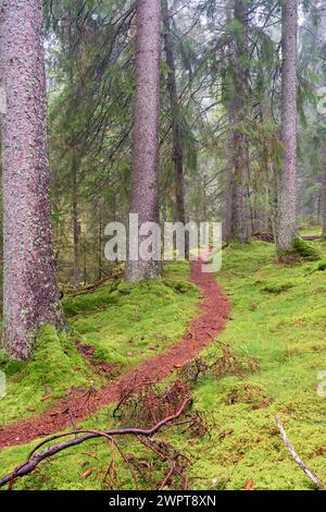 Gewundener Pfad in Fichtenwald mit grünem Moos auf dem Boden Stockfoto