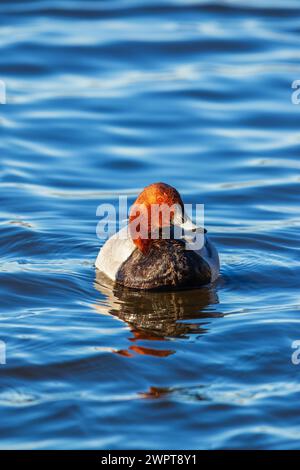 Männlicher Pochard (Aythya ferina) Vogel schwimmt in einem See Stockfoto