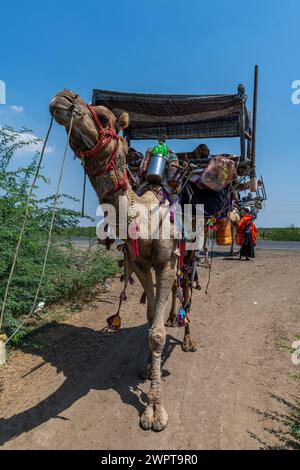 Beduins auf ihren Kamelen, Gujarat, Indien Stockfoto