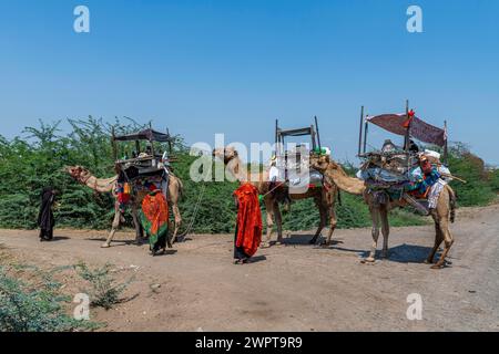 Beduins auf ihren Kamelen, Gujarat, Indien Stockfoto