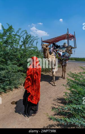 Beduins auf ihren Kamelen, Gujarat, Indien Stockfoto