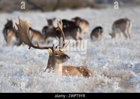 Hirsch-Damhirsch liegt in kalter Schneelandschaft mit herrlichen Geweihhörnern und mit Helden im Hintergrund Stockfoto