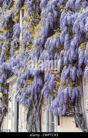 Chinesische Glyzinien (Wisteria sinensis), Rathaus, Deutschland Stockfoto