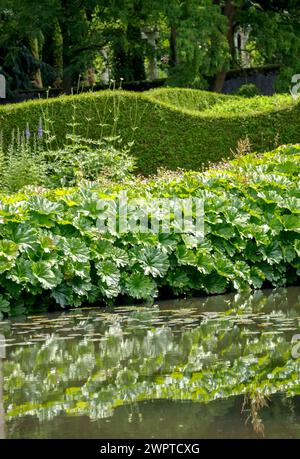 Tafelblatt (Astilboides tabularis), Schlosspark Arcen, Arcen, Limburg, Niederlande Stockfoto