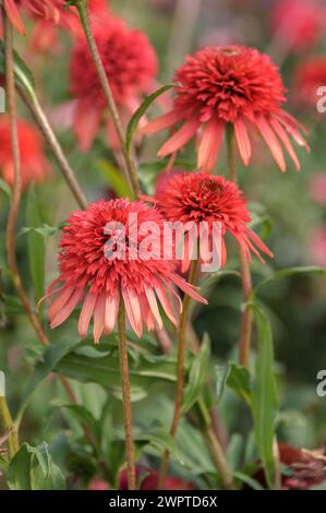 Coneflower (Echinacea purpurea 'Hot Papaya'), BayWa Bau- und Gartenmarkt, Herzberg, Brandenburg, Deutschland Stockfoto