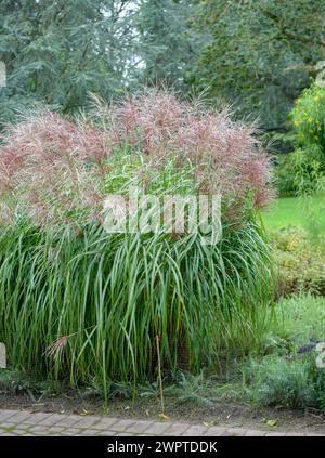 Chinesisches Schilf (Miscanthus sinensis „Malepartus“) Stockfoto