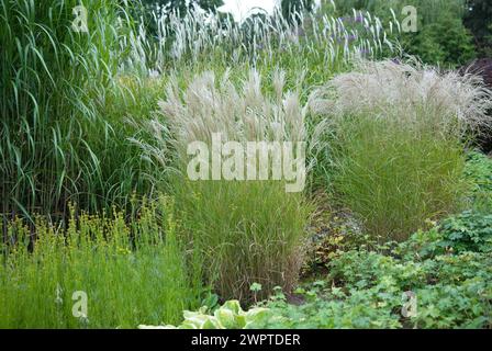 Grasgarten, chinesisches Schilf (Miscanthus sinensis „Ferner Osten“), EGA-Park, Erfurt, 81 Stockfoto