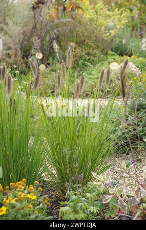 Lampenreinigungsgras (Pennisetum alopecuroides 'Herbstzauber'), Landesgartenschau 2012, Löwenau, Sachsen, Deutschland Stockfoto