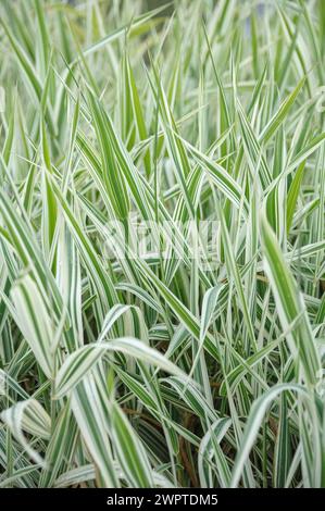 schilfkanariengras (Phalaris arundinacea „Zwergstrumpfbänder“) Stockfoto