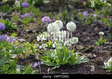 Kugelkerze (Primula denticulata 'Alba'), Gruene Aue 7, Naundorf, Sachsen, Deutschland Stockfoto