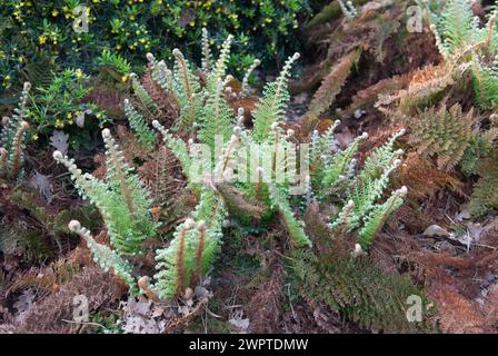 Weichschildfarn (polystichum setiferum 'Plumosum Densum'), Rhododendron Park Bremen, Bremen, 81 Stockfoto