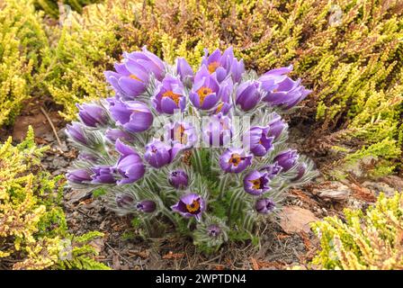 Cowslip (Pulsatilla vulgaris), Schneeheide (Erica carnea 'Isabell'), Foundling Park, Sachsen, Deutschland Stockfoto