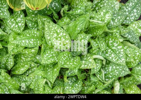 Lungenkraut (Pulmonaria saccharata 'Mrs Moon'), Universität für Agrarwissenschaften, Alnarp, Skane laen, Schweden Stockfoto