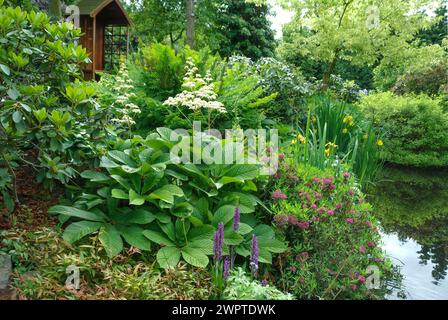 Teichrand, Schaublatt (Rodgersia pinnata), schmalblättrige Lorbeerrose (Kalmia angustifolia 'Rubra'), Traubenheidekraut (Leucothoe keiskei 'Royal Ruby') Stockfoto